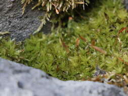 Image of candle snuffer moss