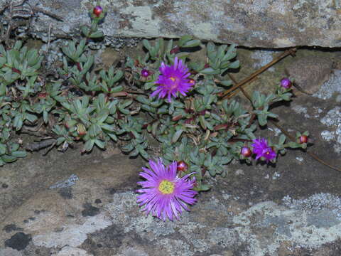 Imagem de Lampranthus falciformis var. falciformis