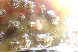 Image of blue-rayed limpet