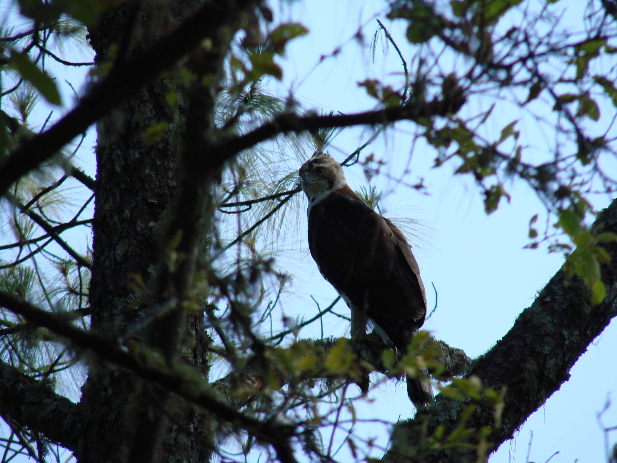 Spizaetus ornatus (Daudin 1800) resmi