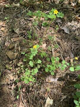 Image of Texas woodsorrel