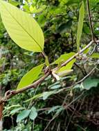 Plancia ëd Annona cherimola Mill.