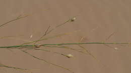 Image of desert panicgrass