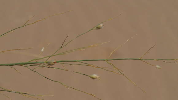 Panicum urvilleanum Kunth的圖片