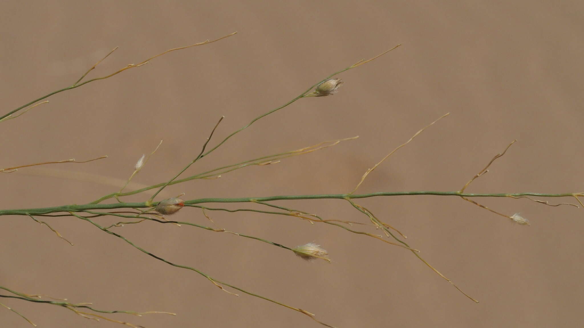 Image of desert panicgrass