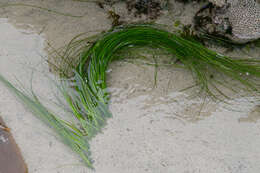 Image of Torrey's surfgrass