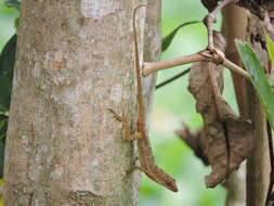 Sivun Anolis polylepis Peters 1874 kuva