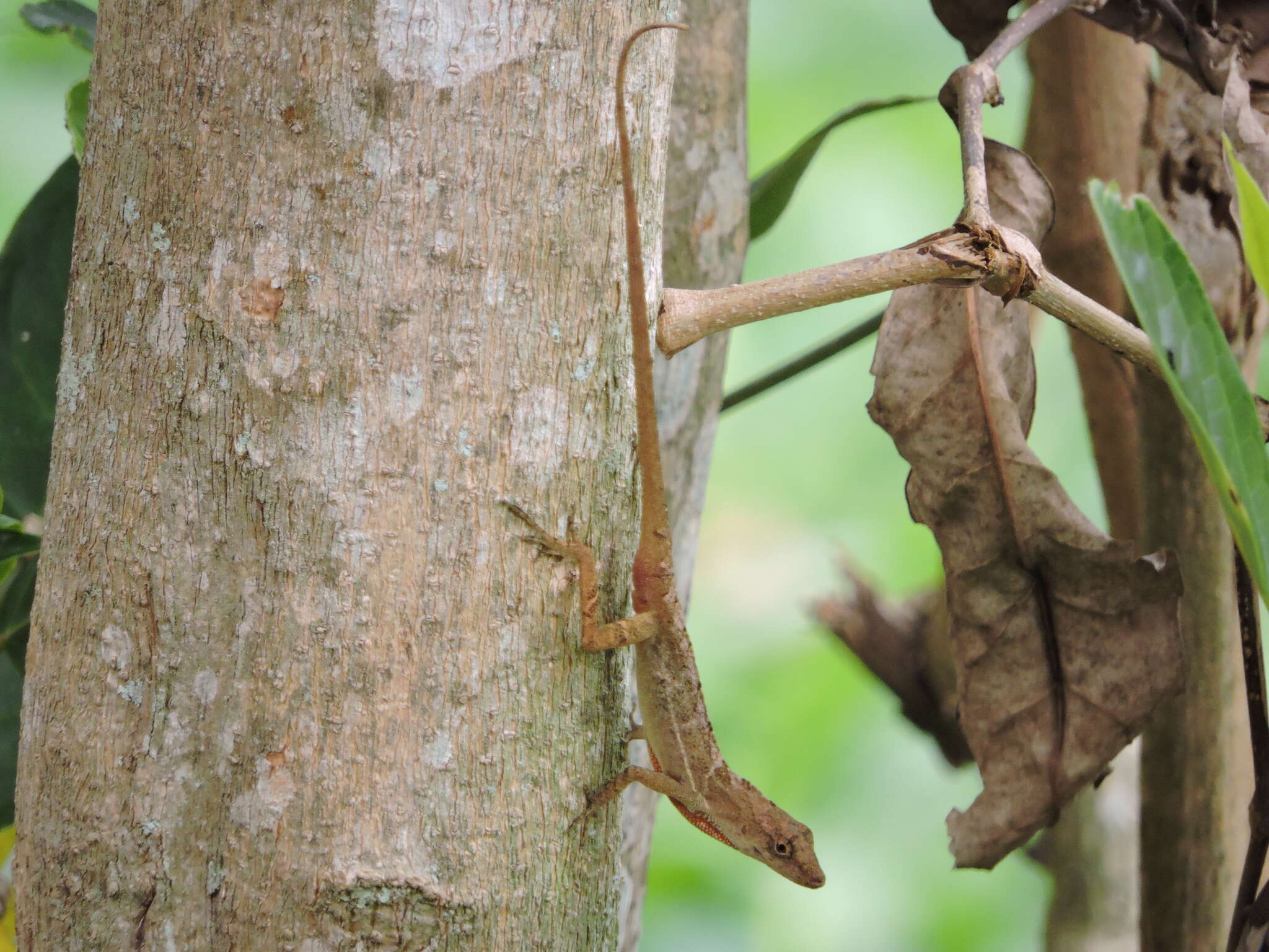 Image of Many-scaled Anole