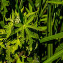 Image of <i>Sparrmannia <i>ricinocarpa</i></i> var. ricinocarpa