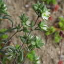 Image of Spergularia floribunda (Gay) Rohrb.