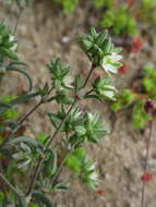 Plancia ëd Spergularia floribunda (Gay) Rohrb.