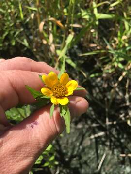 صورة Bidens amplissima Greene