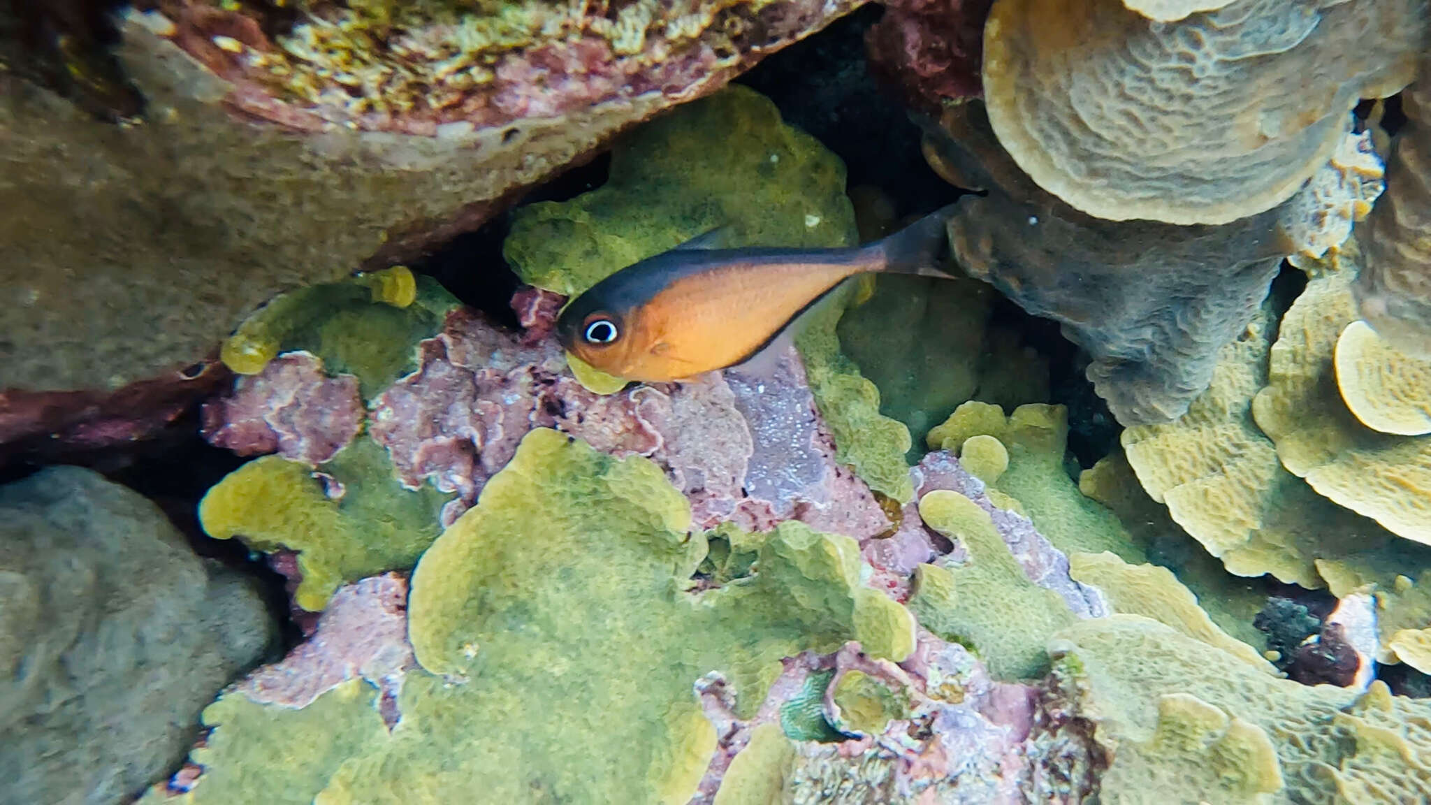 Image of Copper sweeper