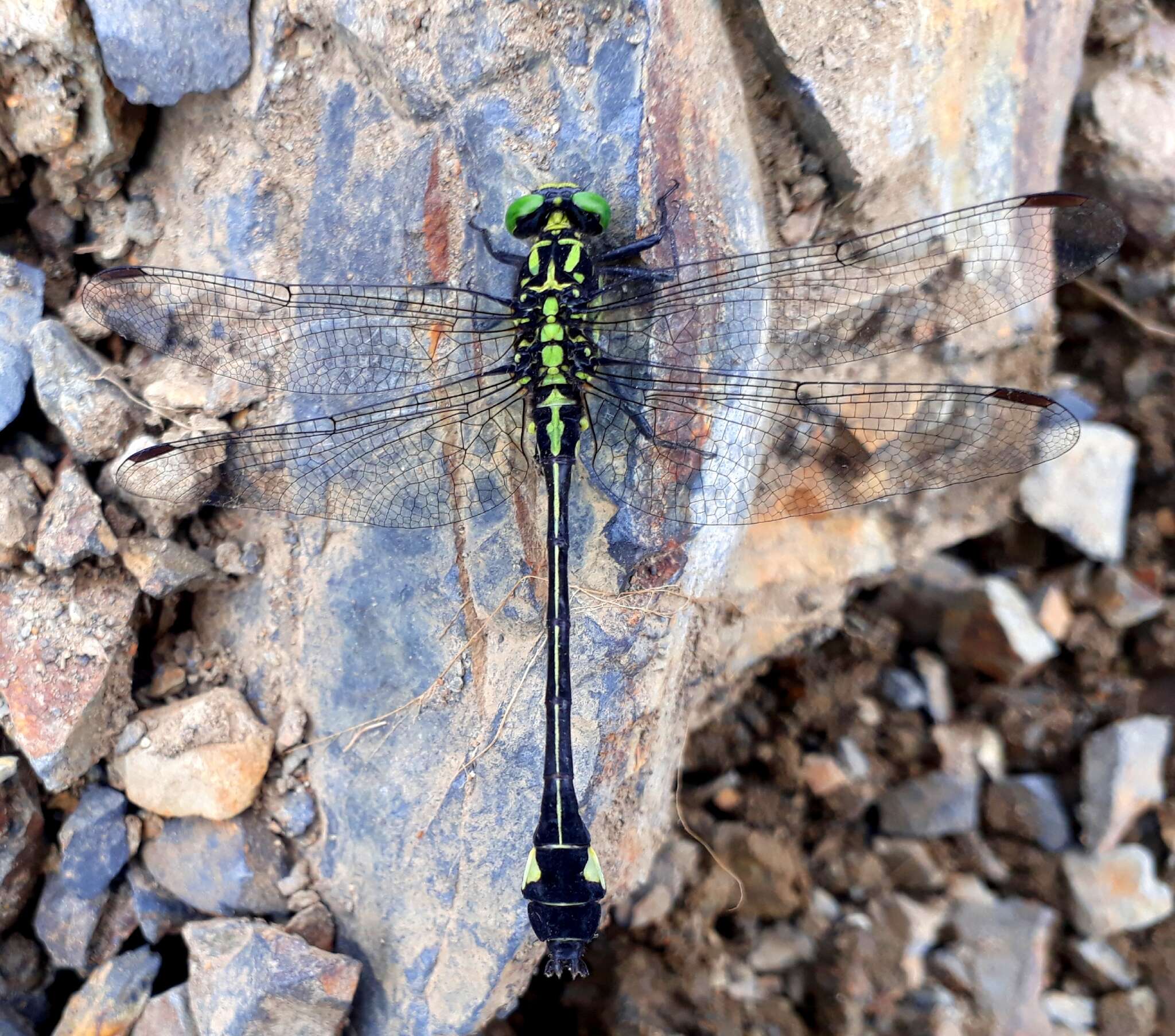 صورة Anisogomphus Selys 1858