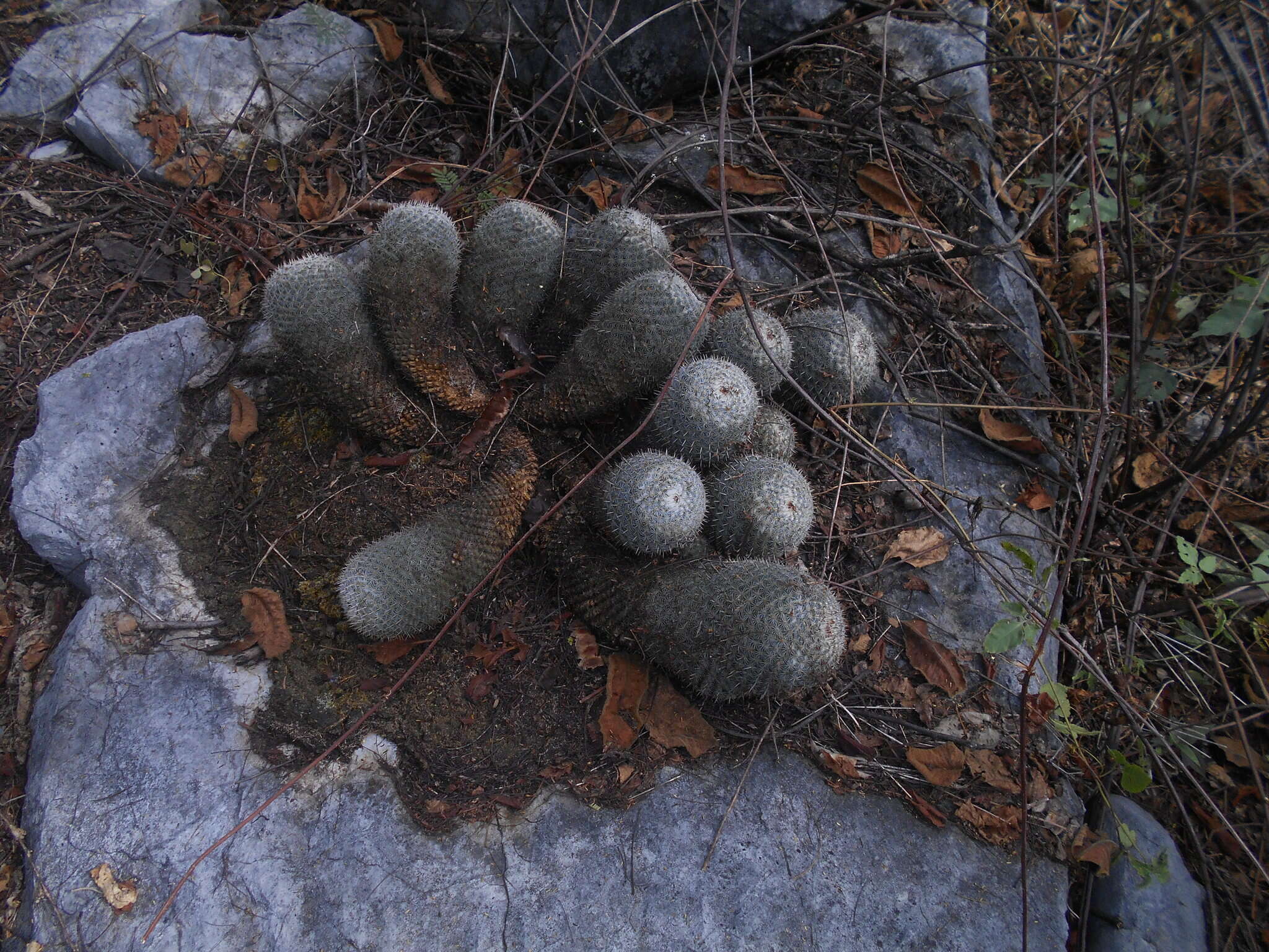 Mammillaria albilanata subsp. albilanata resmi