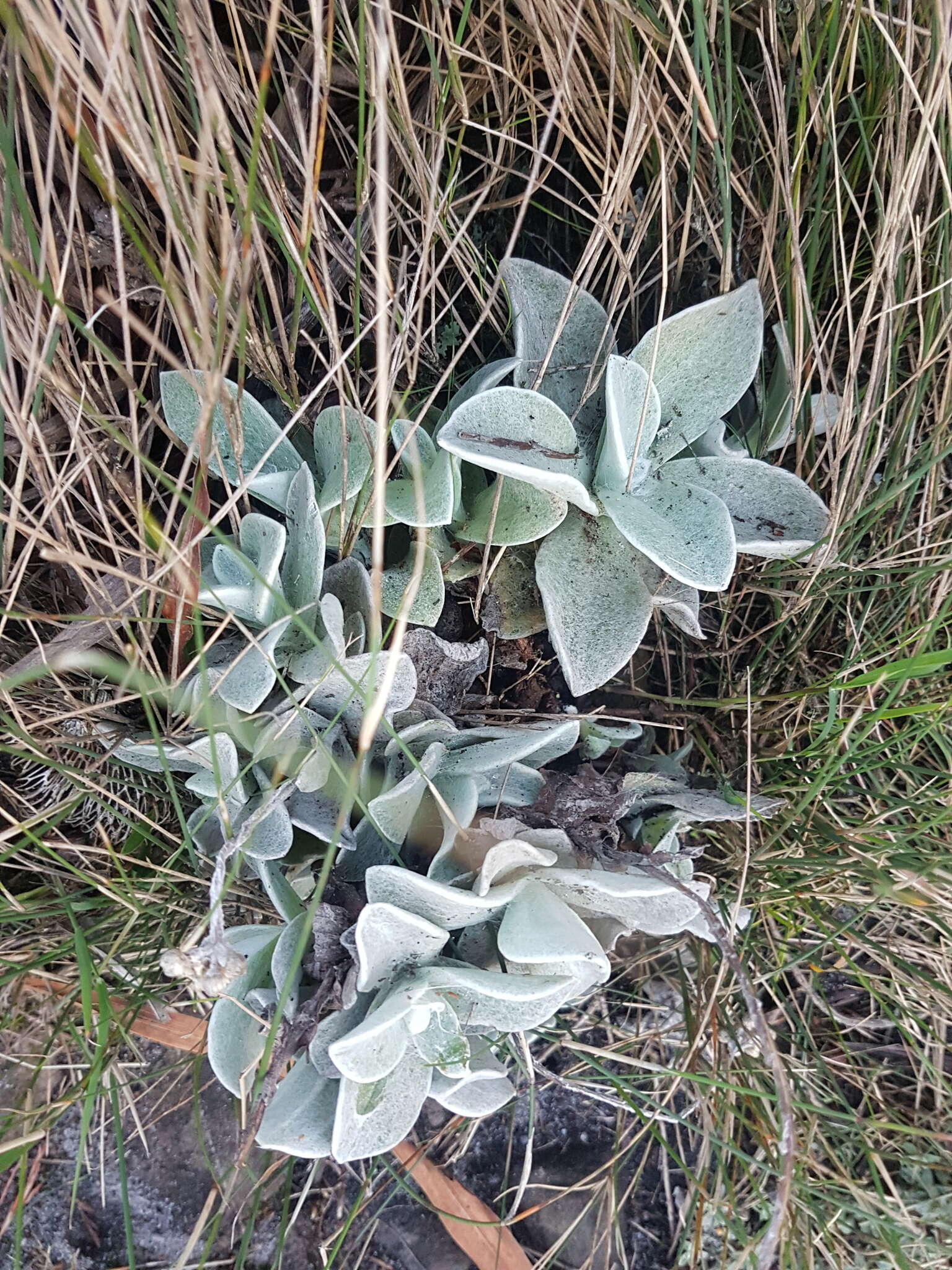 Слика од Helichrysum grandiflorum (L.) D. Don