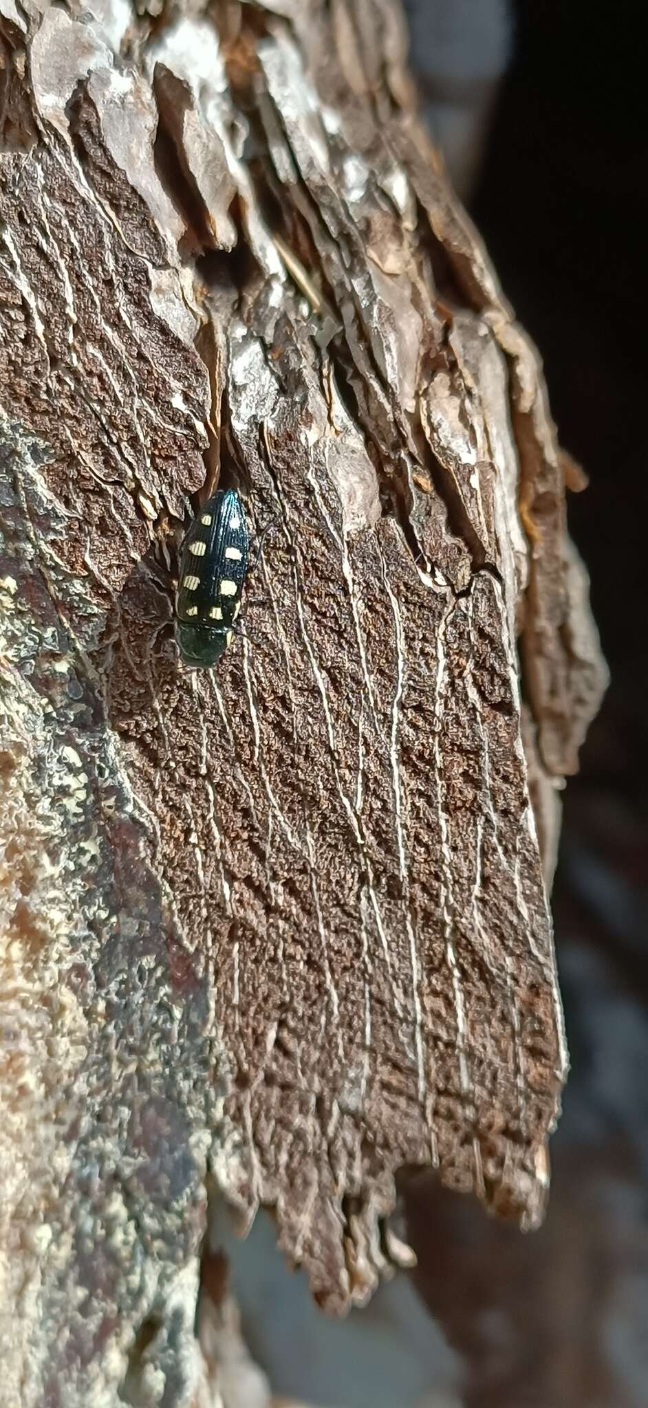 Image of eight-spotted Buprestis