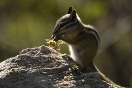 Image of Colorado Chipmunk