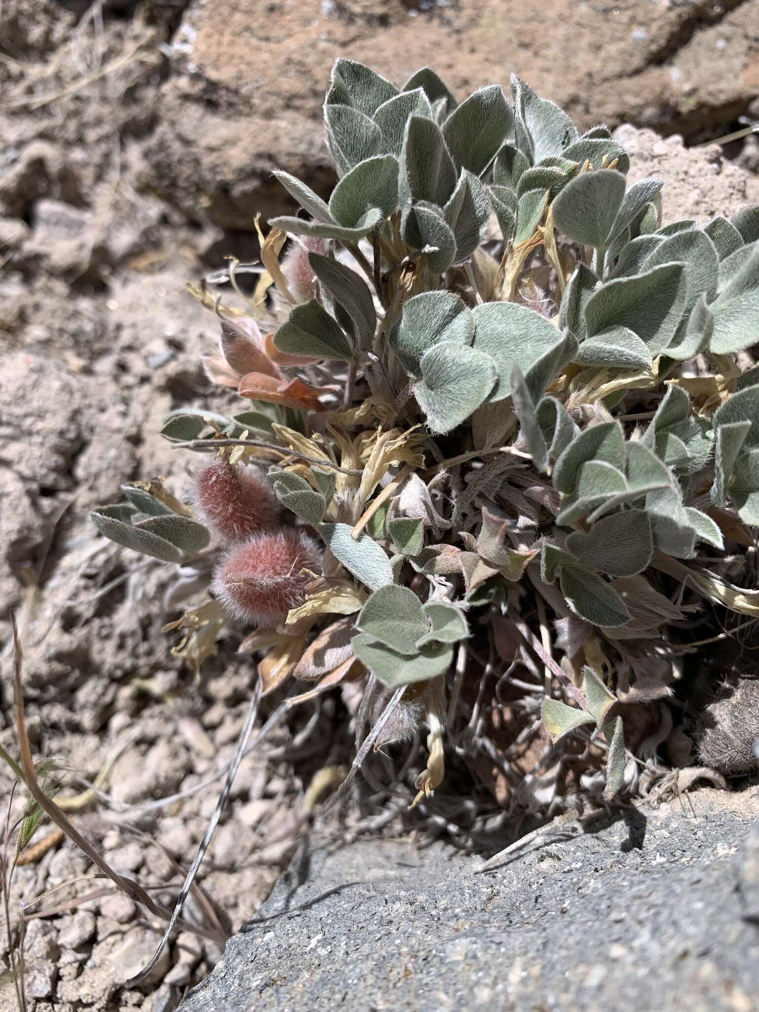 Astragalus loanus Barneby的圖片