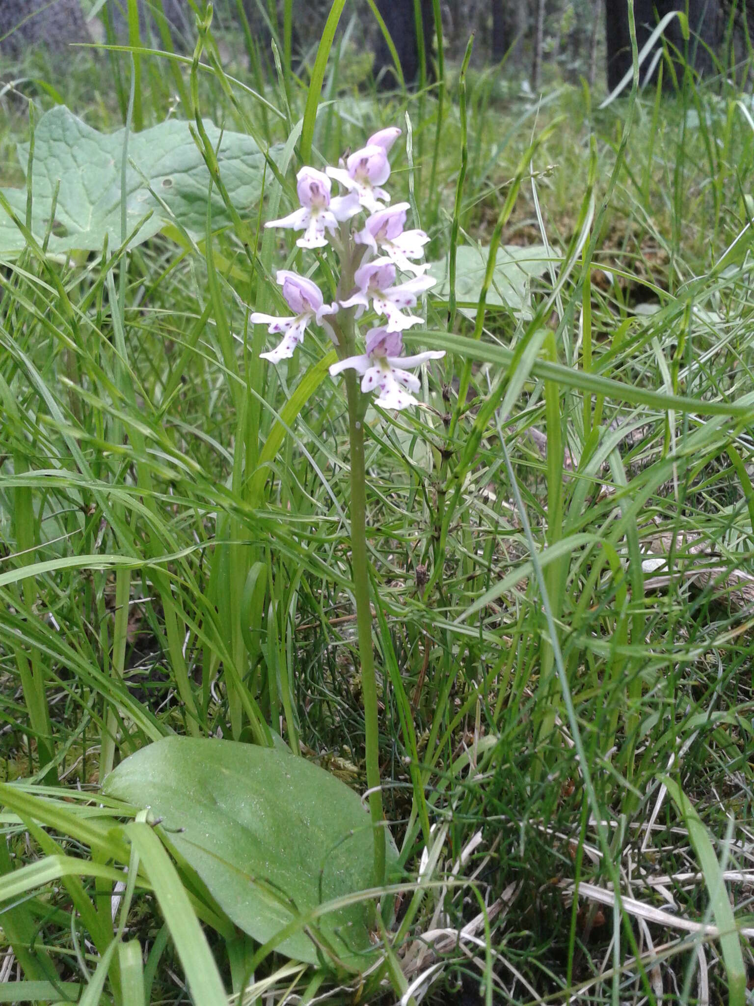 Galearis rotundifolia (Banks ex Pursh) R. M. Bateman resmi