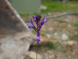 Image of Linaria pelisseriana (L.) Mill.