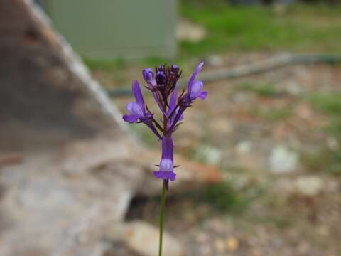 Imagem de Linaria pelisseriana (L.) Mill.