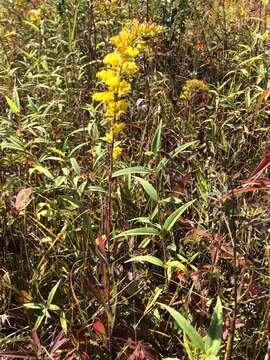 Image of gray goldenrod