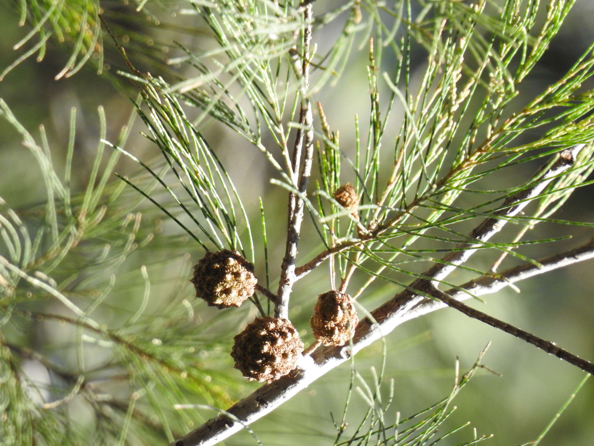 Image of forest-oak