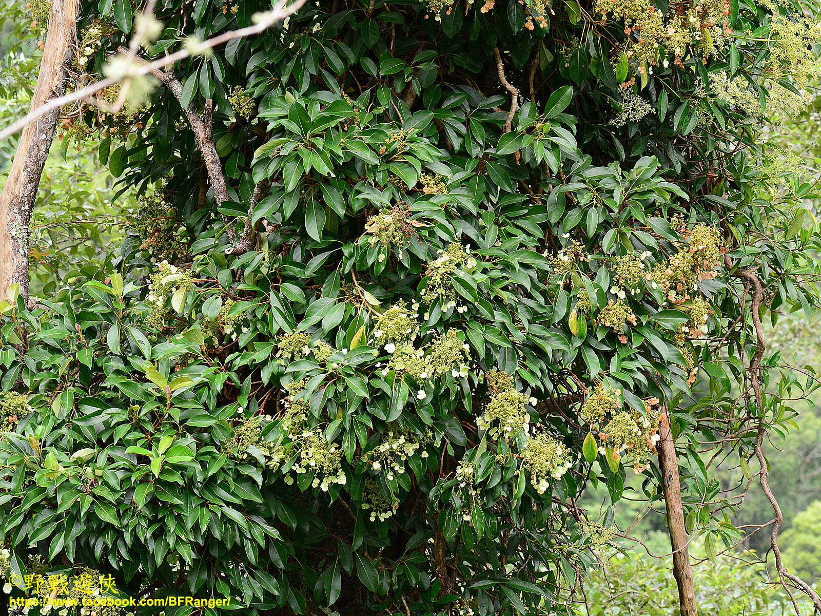 Image of Hydrangea integrifolia Hayata