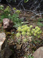 Image de Lomatium dasycarpum subsp. dasycarpum