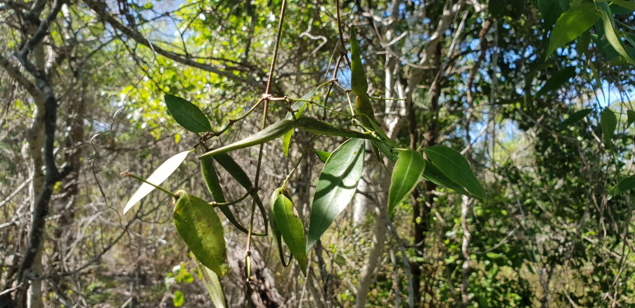 Plancia ëd Secamone elliptica R. Br.