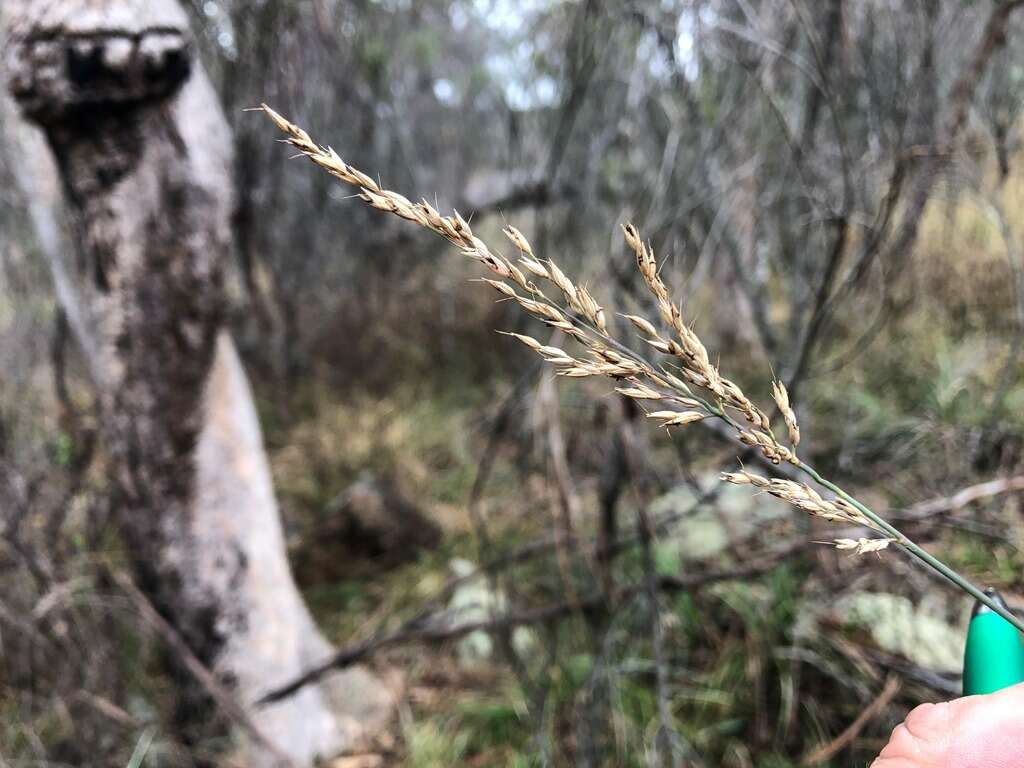 Image of River grass