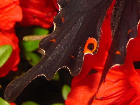 Sivun Papilio macilentus Janson 1877 kuva