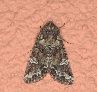 Image of Bertha armyworm