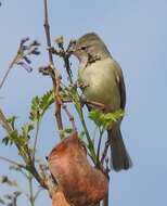 Image of Northern Beardless Tyrannulet