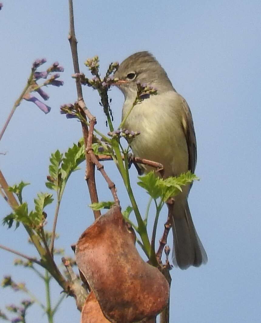 Image of Northern Beardless Tyrannulet