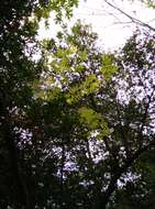 Image of bigleaf maple