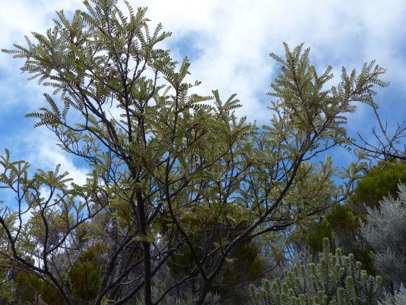 Image of Sophora denudata Bory