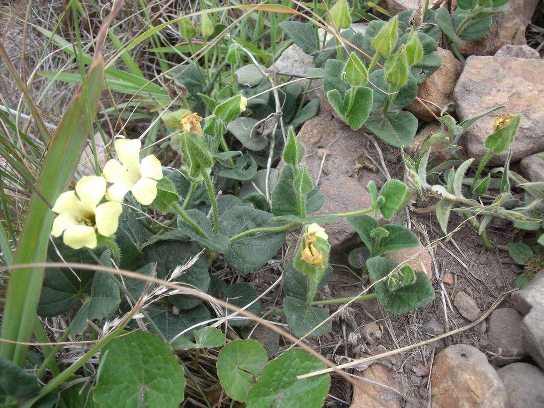 صورة Thunbergia capensis Rets.