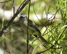 Image of Guatemalan Tyrannulet