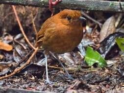 Image of Chestnut Antpitta