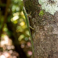 Phelsuma guttata Kaudern 1922 resmi