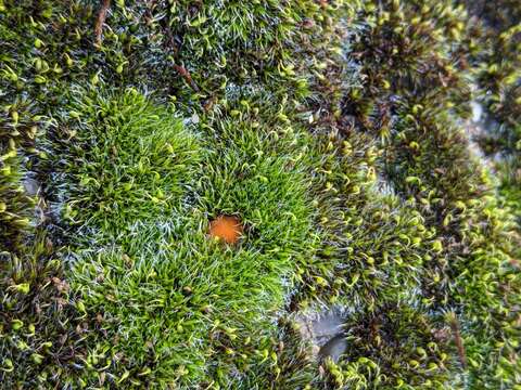 Imagem de Octospora musci-muralis Graddon 1972