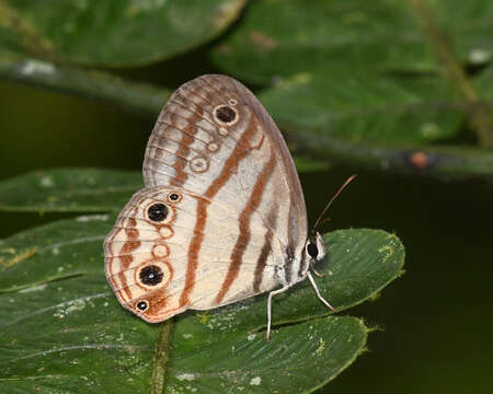 Imagem de Euptychia enyo Butler 1866