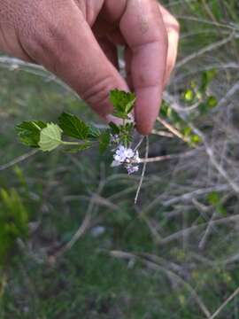 Imagem de Aloysia chamaedryfolia Cham.