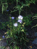 Image of chicory