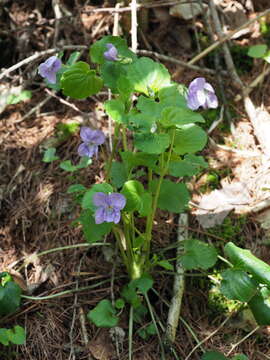 Image of Viola kusanoana Makino