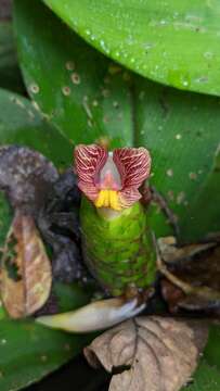 Image of stepladder ginger