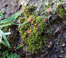 Image of Lamprospora tortulae-ruralis Benkert 1987