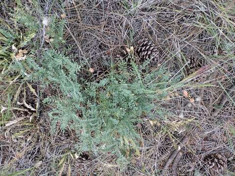 Imagem de Astragalus hallii var. fallax (S. Wats.) Barneby